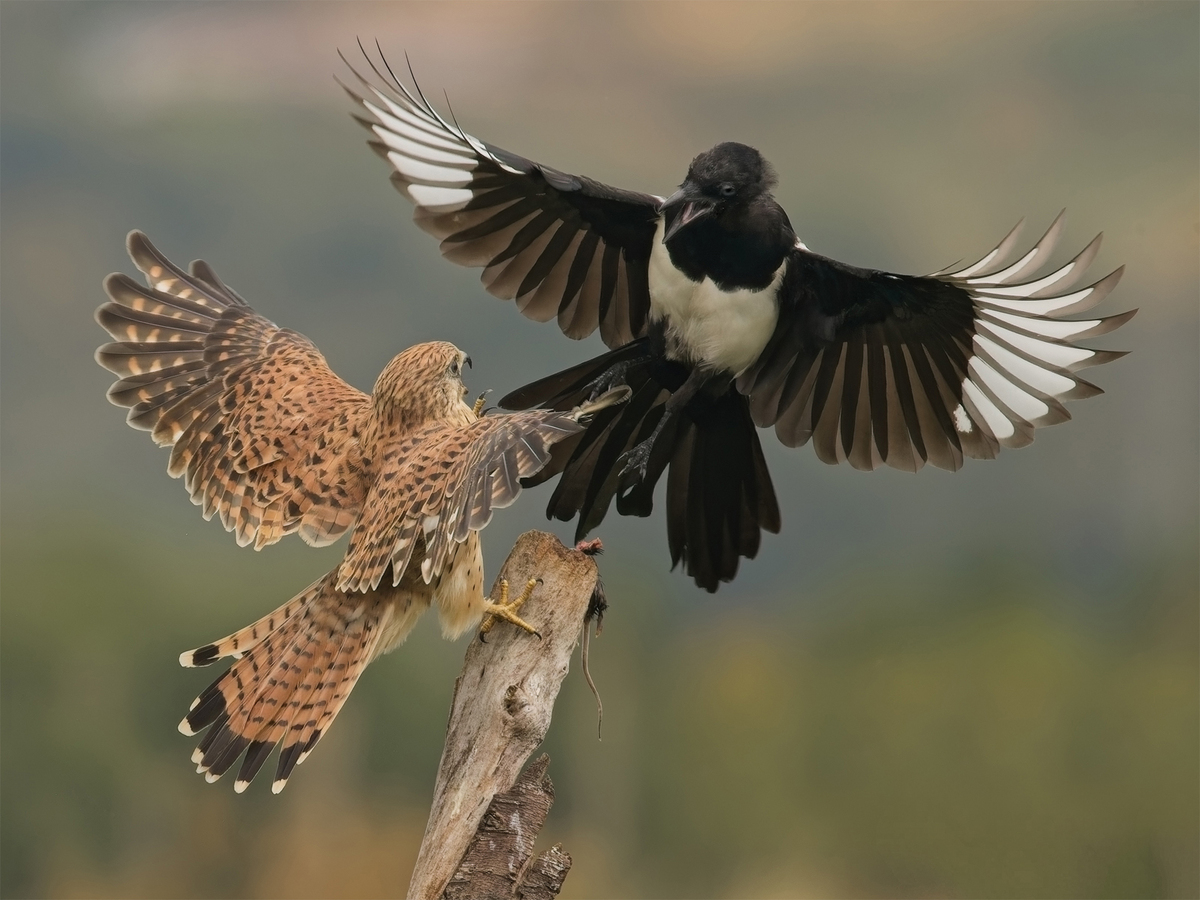 Kestrel Conflict - John Hughes - Second Place